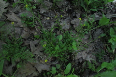 Ranunculus polyphyllus