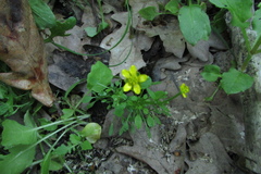 Ranunculus polyphyllus