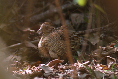 Turnix nigricollis
