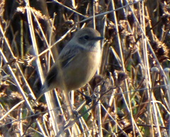 Saxicola rubicola
