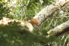 Xiphorhynchus flavigaster