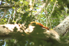 Xiphorhynchus flavigaster