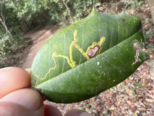 American Holly Leafminer photo 4