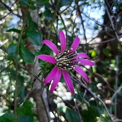 Mutisia speciosa