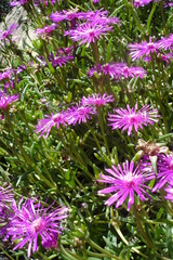 Delosperma cooperi