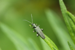 Oedemera