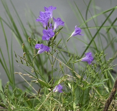 Ruellia nudiflora