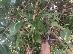 Ficus religiosa