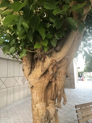 Ficus religiosa