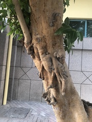Ficus religiosa
