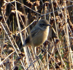 Saxicola rubicola