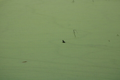 Tachybaptus dominicus