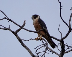 Falco longipennis