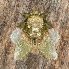 Disphragis manethusa