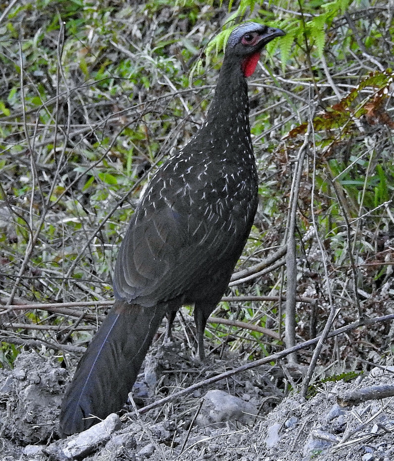 Red-faced Guan (Penelope dabbenei), photo 10