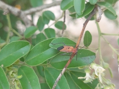Leptocoris