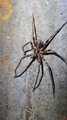 Heteropoda
