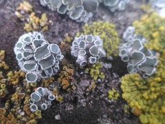 Lecanoraceae