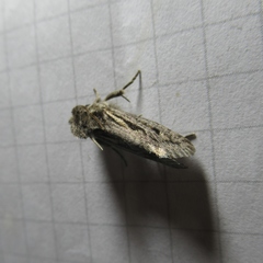 Acrolophus popeanella