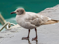 Leucophaeus fuliginosus