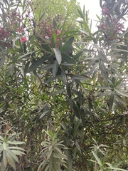 Nerium oleander
