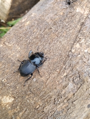 Apterodorcus bacchus