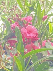 Nerium oleander