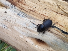 Apterodorcus bacchus