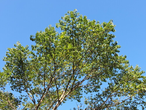 Phellodendron amurense
