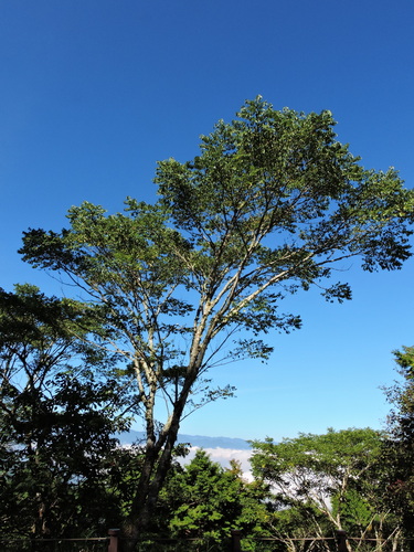 Phellodendron amurense
