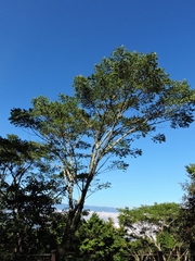 Jacy Chen, CC BY, iNaturalist via GBIF Phellodendron chinense, photograph Jacy Chen, CC BY, iNaturalist via GBIF