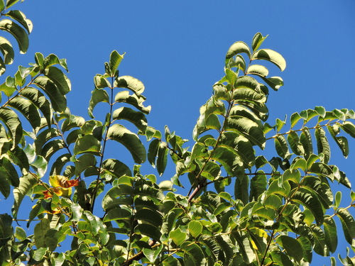 Phellodendron chinense, photograph 6