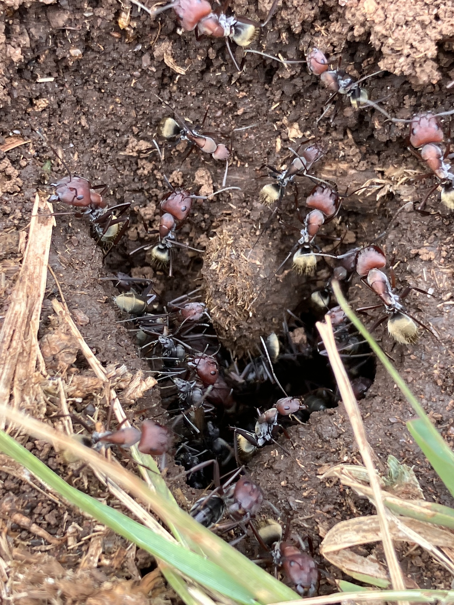 Camponotus zimmermanni