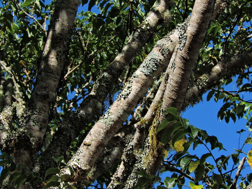 Phellodendron chinense, photograph 5