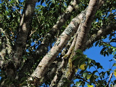 Jacy Chen, CC BY, iNaturalist via GBIF Phellodendron chinense, photograph Jacy Chen, CC BY, iNaturalist via GBIF