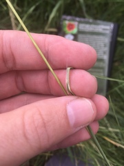 Muhlenbergia montana