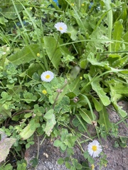 Bellis perennis