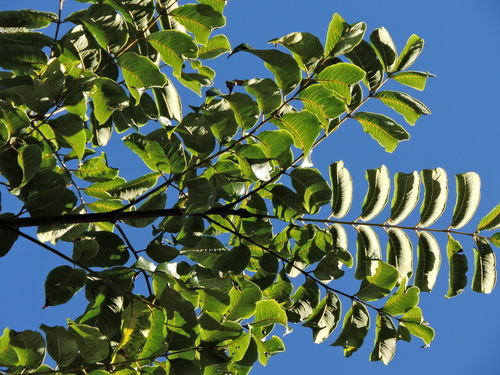 Phellodendron amurense