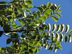 Jacy Chen, CC BY, iNaturalist via GBIF Phellodendron chinense, photograph Jacy Chen, CC BY, iNaturalist via GBIF