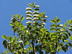 Phellodendron chinense