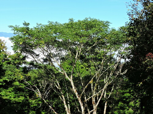 Phellodendron amurense