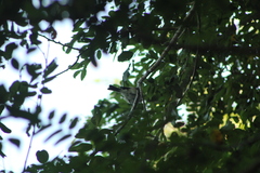 Ramphotrigon flammulatum