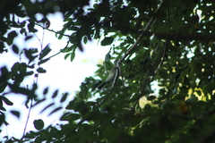 Ramphotrigon flammulatum