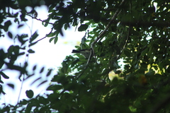 Ramphotrigon flammulatum