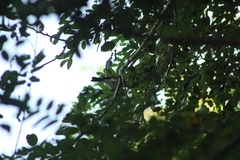 Ramphotrigon flammulatum