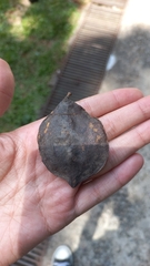 Jacaranda mimosifolia