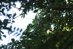 Ramphotrigon flammulatum