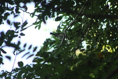 Ramphotrigon flammulatum