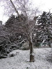 Betula utilis albosinensis
