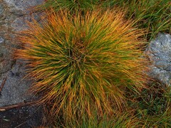 Trichophorum cespitosum